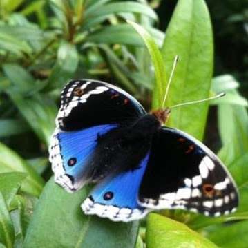 Photo: Coffs Harbour Butterfly House